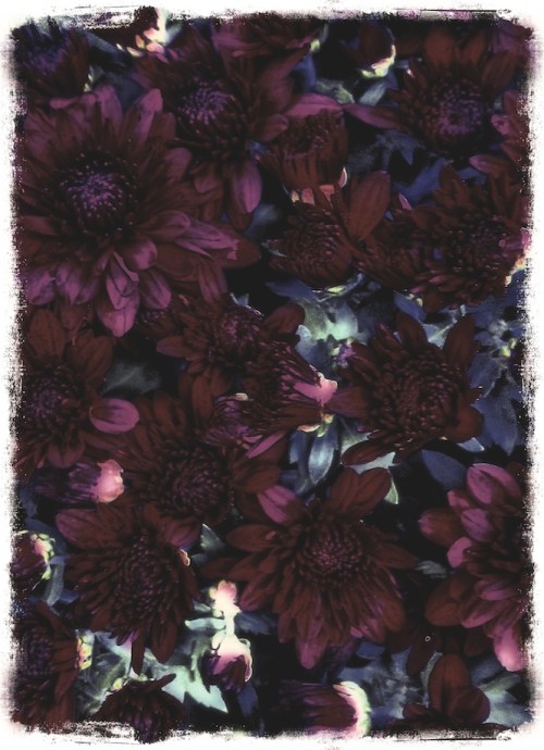 Crossprocessedhdrmums_2