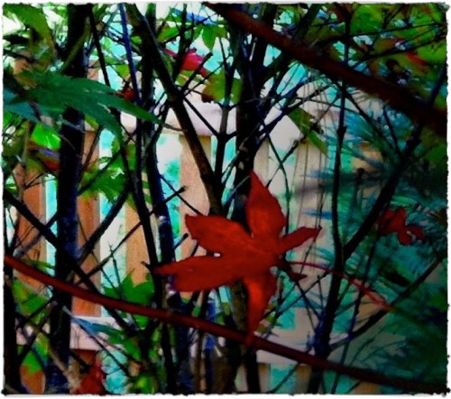 Dappledfallenfusion1lomobokeh1