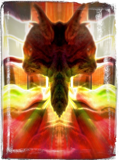 Felinefearandloathingplasticca