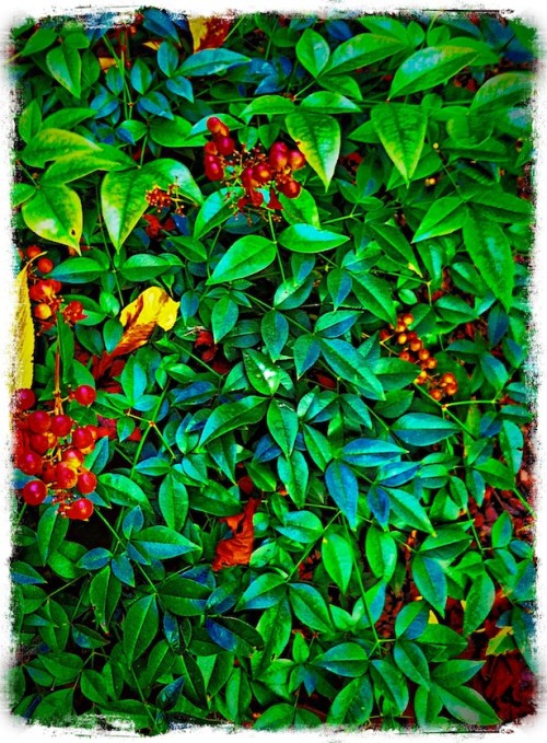 Hdrautumnnewborder_2