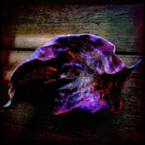 Leaf2lomobokeh2horzflip_2