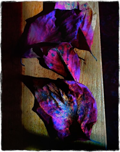 Leaf3lomobokeh1horzflipgrit_2