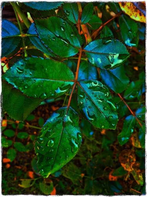 Roseleafinraincolorfilterboheh