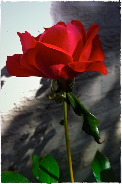 Autumnroseblueskybrushup_3