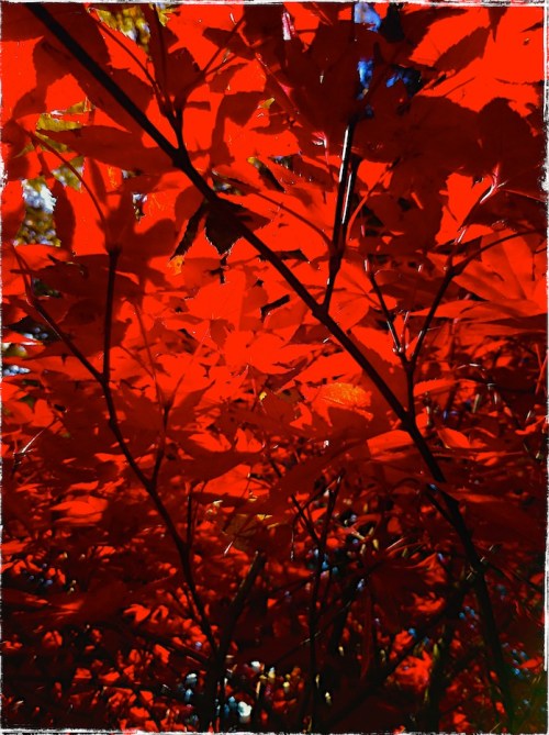 Backlitmaple1blueskygrundgy_2