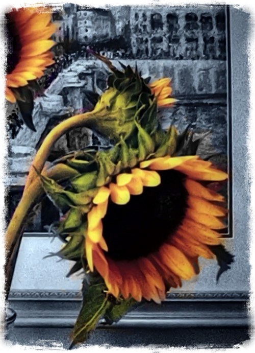 Colorburstsunflowersanothertry