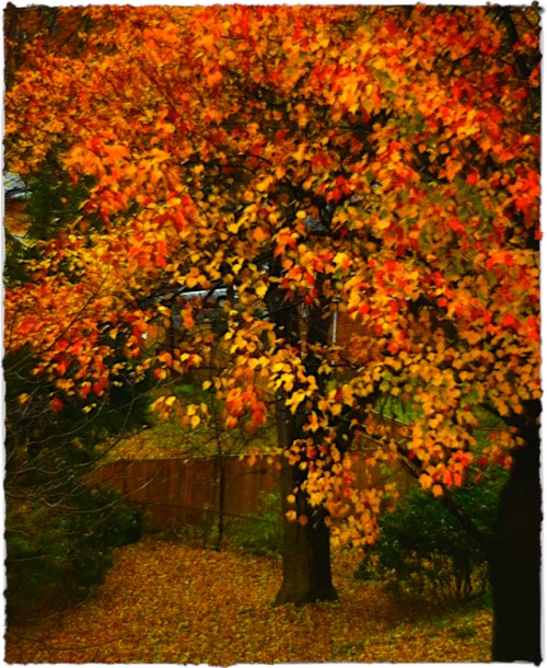 Goldcrop2blueskybrushup