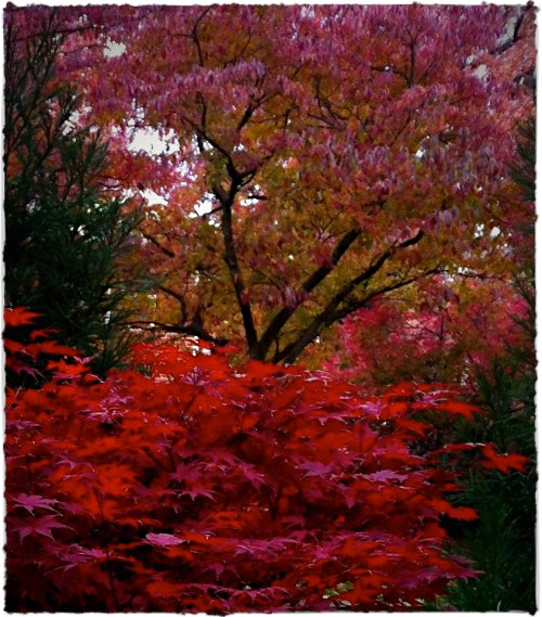 Img_0631b2lomobokeh1brushup