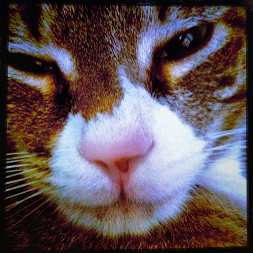 Jackcloseupblueskybokeh1fullfl