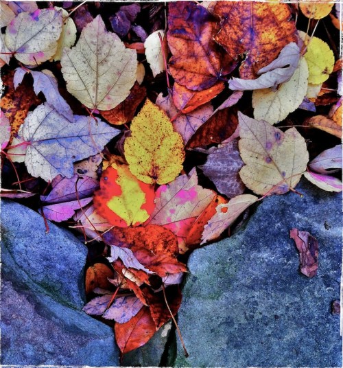 Leavesandrocksmidtonegrundgy_2