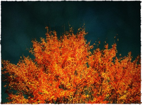 Surrealfallbokeh3midtonebright