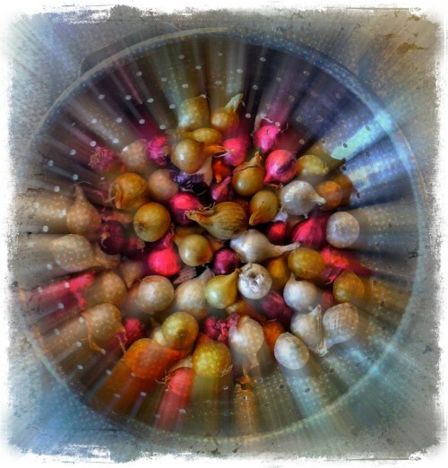 Warpspeedpearlonions_2