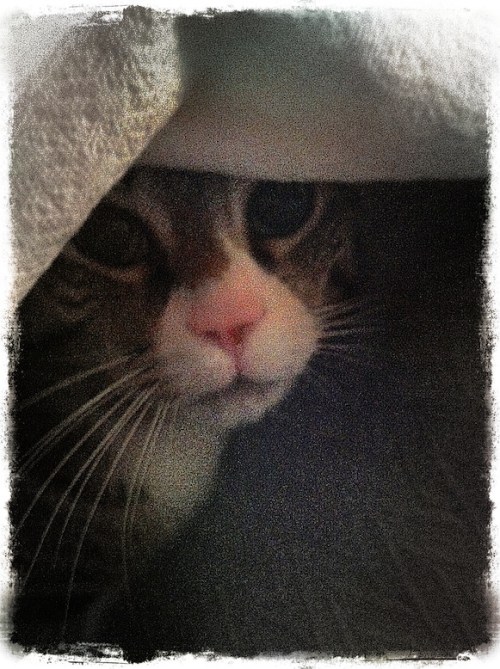 Arcticcavecatbokeh1vertflip