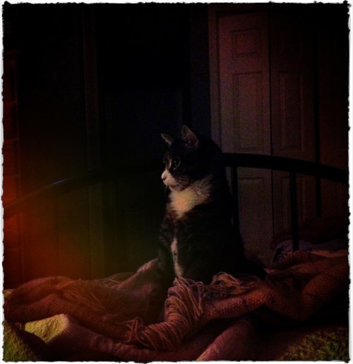 Bladerunnercatbokeh1midtonebru