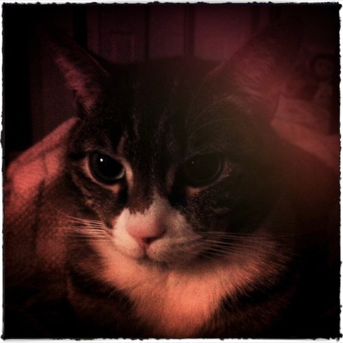 Bladerunnercloseupnightlifemod