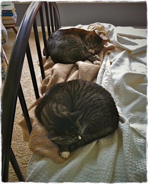 Catsonthrowlomofrayed_2