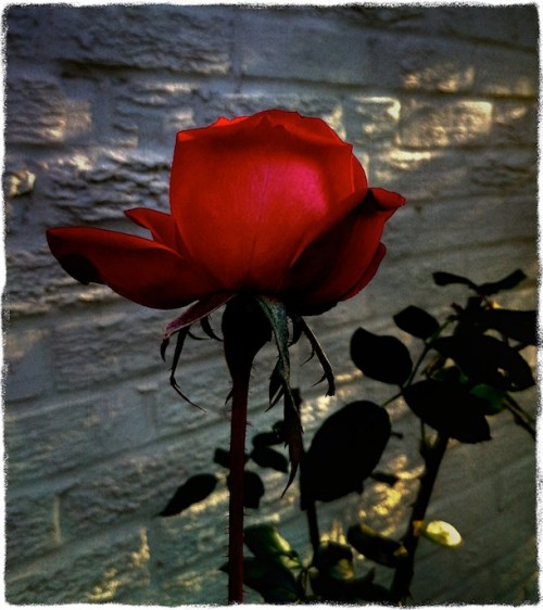 Decroseblueskymodbokeh1oldpape