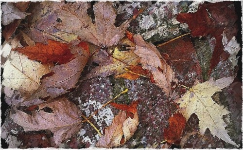 Leavesoverpaintedborderedsized