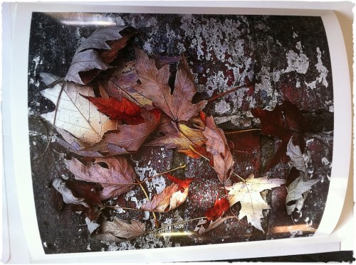 Leavesprintbrushup_2