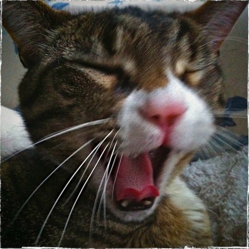 Assistantyawninglomogrundgy_2