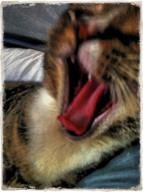 Ellayawnoldpaperroughprintgrit_2