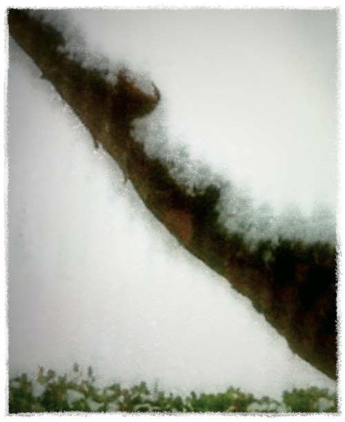 Extendedlimb2twostep