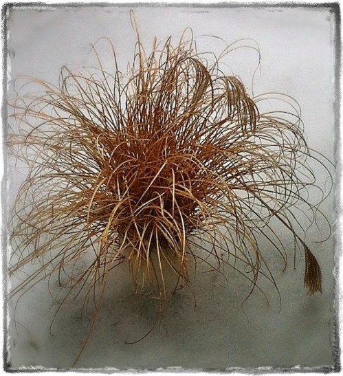 Wyethwinter1grizzled