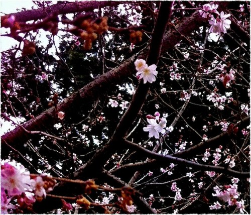 Cherryblossoms1bokeh3vertflipf