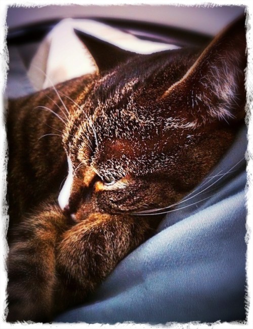 Felinethoughtstweaked_2