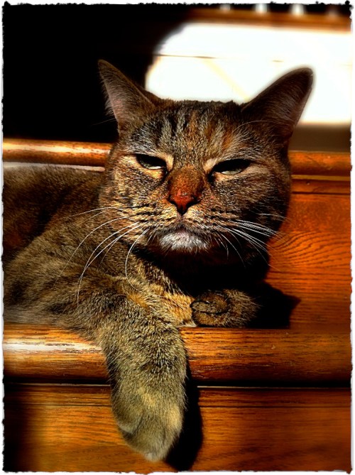 Img_3780bbokeh1vertflipbrushup