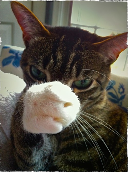 Uppercutlomobokeh1fullflipmodg