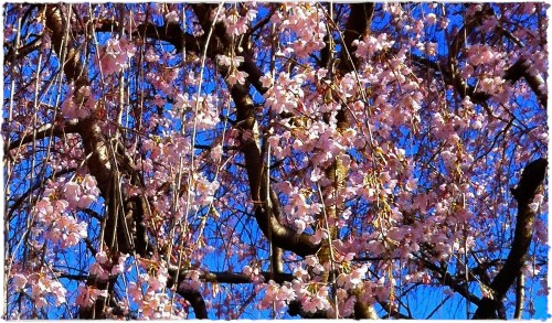 Cherryblossomsbrushup