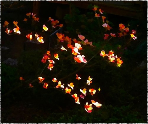 Dramaticdogwoodbiggerfrayed_2