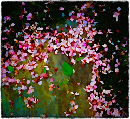 Fallenblossoms6_2lomogrizzled_