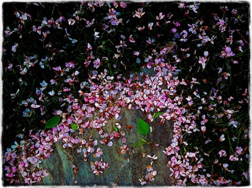 Fallenblossomsenfusion2cracked