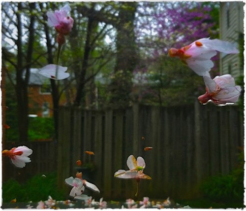 Fallingblossomsoriginal2bluesk