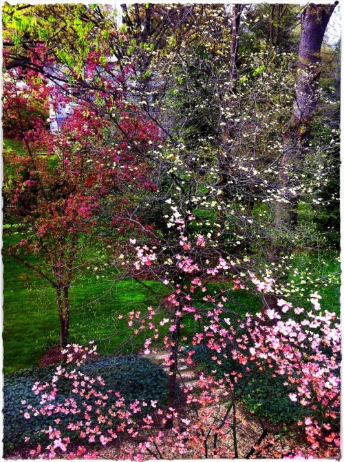 Hdrdogwoods1brushup_2