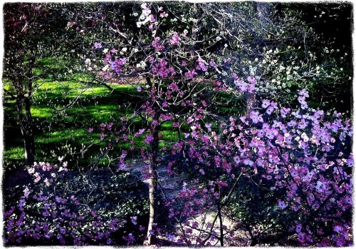 Latespringafternoon2grit2cropg