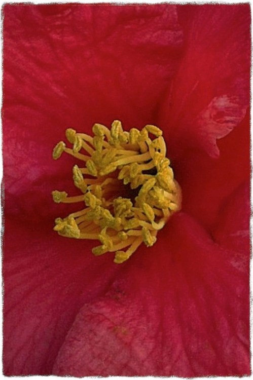 Okeeffe2oldpapermodgrit_2