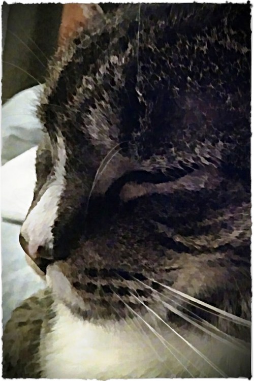 Painterlyella2bokeh3invertfull