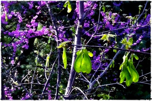 Seedpodsinsunlightbrushup_2