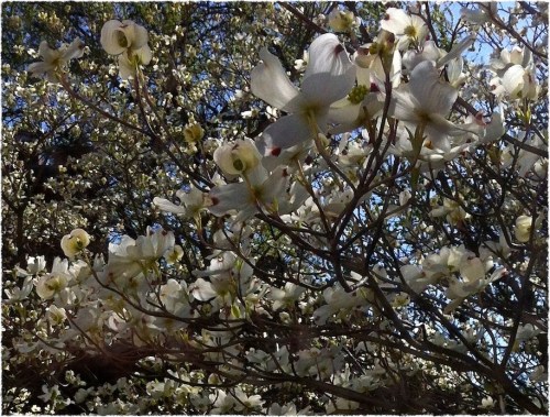 Whitedogwoods2_2frayed3frayed_