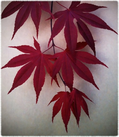 Abstractedleavesjapanesepaper_