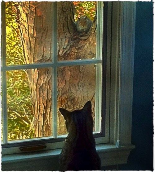 Jacksquirreltweak1biggerbokeh1