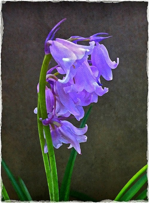 Paintedbluebells2_2