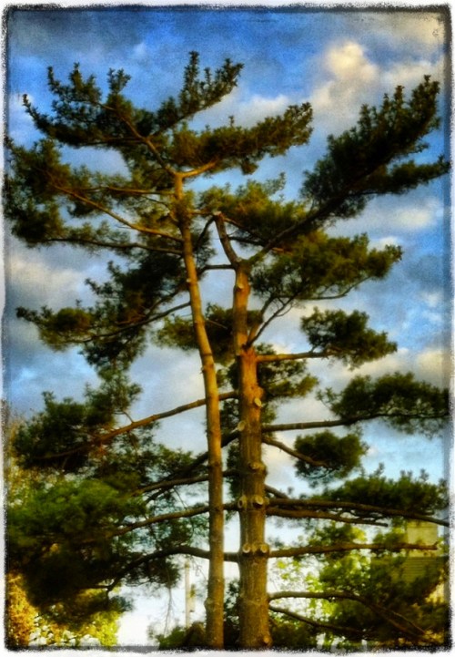 Pineenfusion2_2grizzledbokeh1m