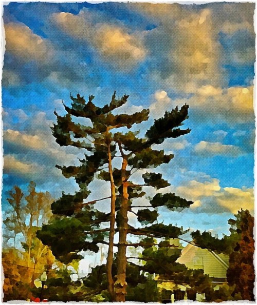 Pinesunsetenfusion2_2