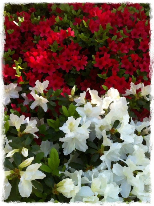 Redandwhiteborder2_2