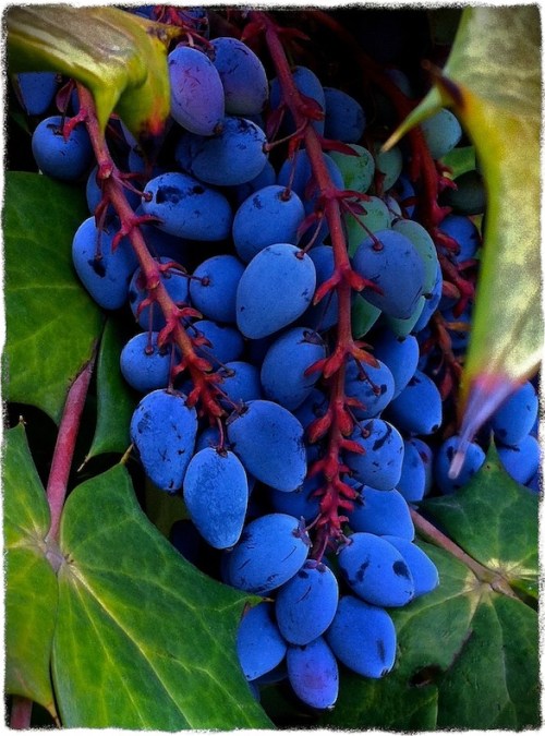 Wildgrapesfinalbokeh1horzflipm