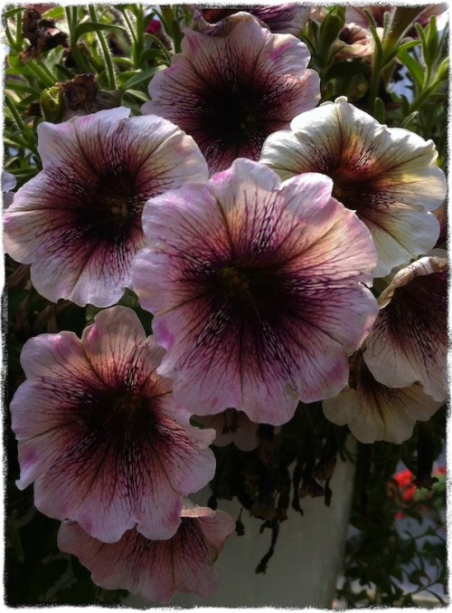 Backlitpetuniasbokeh1grit_2